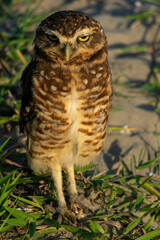 Coruja-buraqueira de Frente para o Mar em Peruíbe, São Paulo, Brasil