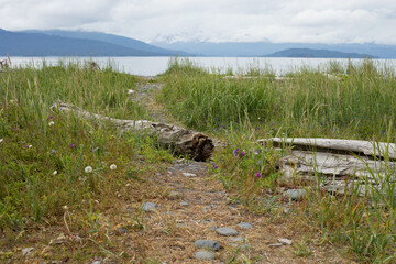 Path to the water over log