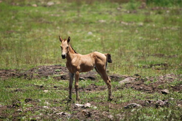 Baby Colt