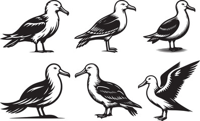 Seabird vector illustration design