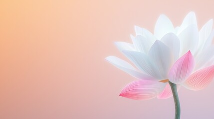 Obraz premium A delicate white lotus flower with pink accents against a soft, pastel background, symbolizing purity and tranquility.