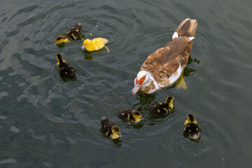 A mother duck with her ducklings swimming in a pond. The ducklings are following their mother closely. Top view
