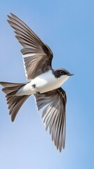 Sea Sparrow Bird Flying in Nature under Blue Sky, Photo Realistic, Pattern Background, Wallpaper, Cover and Screen for Smartphone, PC, Laptop, 16:9 and 9:16 Format