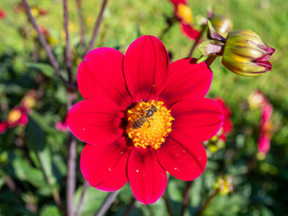 Red dahlia