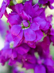 Obraz premium Mathiola Incana purple flower