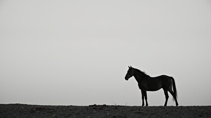 Solitary Wild Horse in Vast Desert Landscape, Black and White