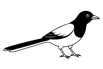 crow on a white background