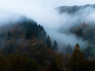 Misty fall Carpathian Mountains fog landscape. Village in Transcarpathia region Foggy spruce forest Contrasting white clouds dark green pine trees scenic view, Europe. Autumn countryside. Eco tourism.