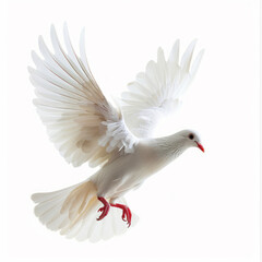 Fototapeta premium A white dove flying through the air, isolated on a white background.