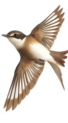 Obraz premium Sea Sparrow Bird Flying on White Background, Photo Realistic, Pattern Background, Wallpaper, Cover and Screen for Smartphone, PC, Laptop, 16:9 and 9:16 Format