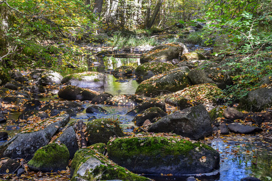 autumn day  along willard brook
