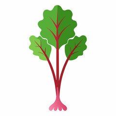 Rhubarb Rheum rhubarb on a white background