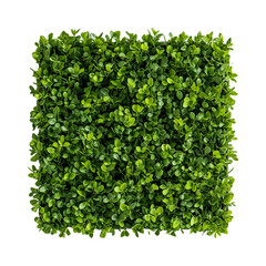 Obraz premium Square of Boxwood Topiary Wall Art Isolated on Transparent Background – Perfect for Product Banners, Marketing Materials, and Decorative Uses Featuring Lively Green Leaves.