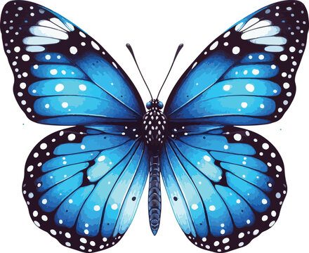 butterfly isolated on white