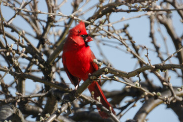 Stoic Cardinal at Dusk