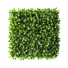 Boxwood Topiary Plant Wall Art Square Isolated on Transparent Background &ndash; Ideal for Product Banners, Social Media Posts, and Decorative Concepts Highlighting Natural Greenery.