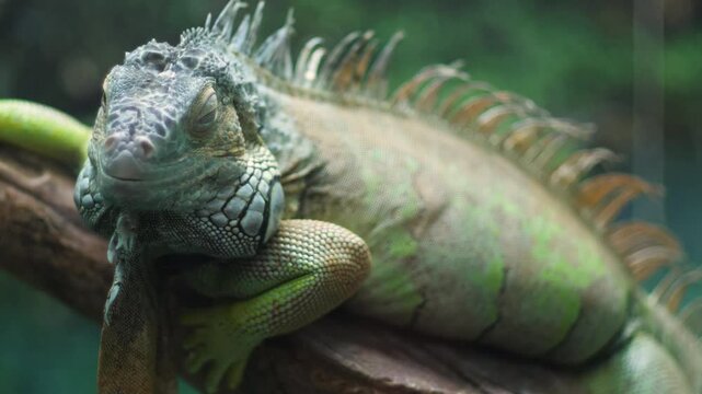 close up green iguana head, green iguana in terrarium, scaly iguana reptiles