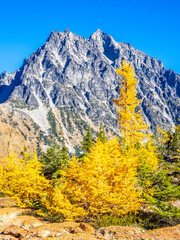 Golden larch trees in sunny light at Cutthroat pass in North Cascades