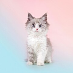 A cute gray and white kitten sitting against a pastel background.
