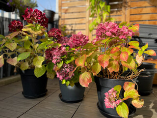 Beautiful blooming pink dried Hydrangea flowers with yellow pink leaves in decorative grey flower pot in balcony terrace garden in autumn winter time
