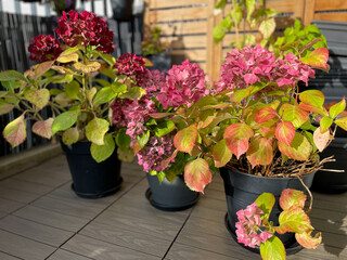 Beautiful blooming pink dried Hydrangea flowers with yellow pink leaves in decorative grey flower pot in balcony terrace garden in autumn winter time