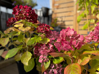Beautiful blooming pink dried Hydrangea flowers with yellow pink leaves in decorative grey flower pot in balcony terrace garden in autumn winter time