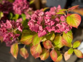 Beautiful blooming pink dried Hydrangea flowers with yellow pink leaves in decorative grey flower pot in balcony terrace garden in autumn winter time