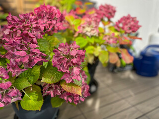 Beautiful blooming pink dried Hydrangea flowers with yellow pink leaves in decorative grey flower pot in balcony terrace garden in autumn winter time