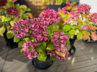 Beautiful blooming pink dried Hydrangea flowers with yellow pink leaves in decorative grey flower pot in balcony terrace garden in autumn winter time