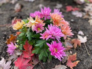 Beautiful blooming pink and orange Chrysanthemum autumn garden flowers close up