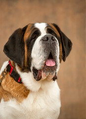 portrait of a shorthair saint bernard