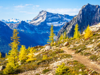 Golden larch trees in sunny light at Cutthroat pass in North Cascades