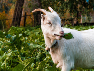 Fototapeta premium An adorable baby goat grazing on fresh grass in the background of autumn mountains. Organic goat milk is rich in nutrition. Farming and gardening concept. Eco-living. Farmhouse. Local farm market food