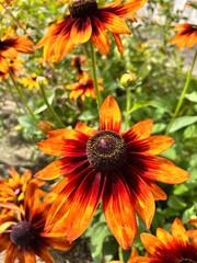 Blooming Rudbeckia flowers in the summer garden. Floral background
