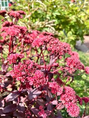 Blooming red autumn flowers on a flower bed. Sedum Blue Pearl.Floral background