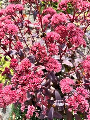 Blooming red autumn flowers on a flower bed. Sedum Blue Pearl.Floral background