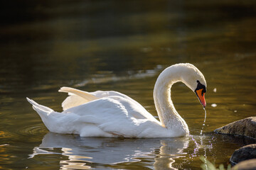 swan on the water