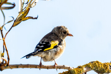 European Goldfinch (Carduelis carduelis) spotted in North County, Dublin, commonly found across Europe