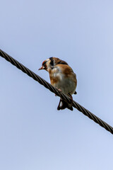 European Goldfinch (Carduelis carduelis) spotted in North County, Dublin, commonly found across Europe