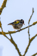European Goldfinch (Carduelis carduelis) spotted in North County, Dublin, commonly found across Europe