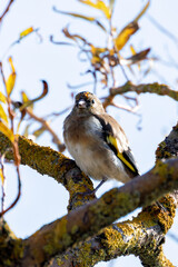 European Goldfinch (Carduelis carduelis) spotted in North County, Dublin, commonly found across Europe