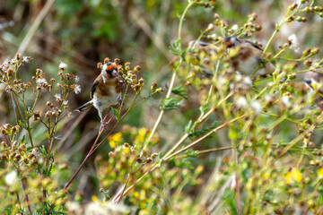 European Goldfinch (Carduelis carduelis) spotted in North County, Dublin, commonly found across Europe