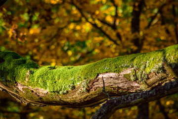 Big tree branch covered with moss