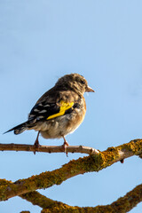 European Goldfinch (Carduelis carduelis) spotted in North County, Dublin, commonly found across Europe