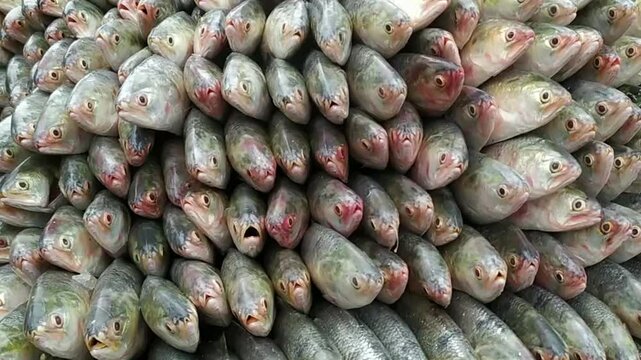 Vendors are standing with hilsa or ilisha fish at seaside area in chattogram. Hilsa is the national fish of Bangladesh. Hilsa is very popular fish among south asia.