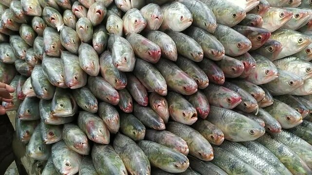 Vendors are standing with hilsa or ilisha fish at seaside area in chattogram. Hilsa is the national fish of Bangladesh. Hilsa is very popular fish among south asia.