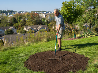 Man with pony tail hair and shorts   raking after overseeding grass on sunny fall day with American...