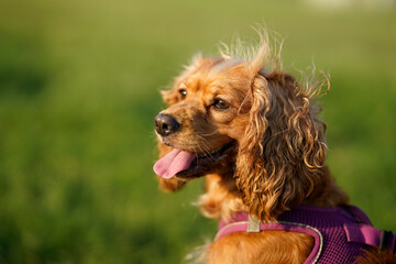 cocker spaniel dog