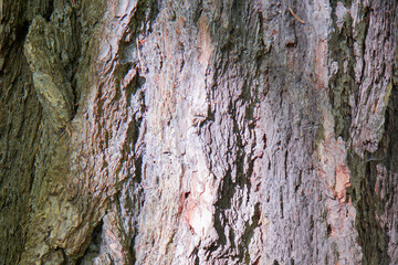 tree texture, larch bark, closeup of trunk