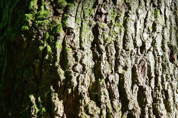 tree bark texture, oak trunk